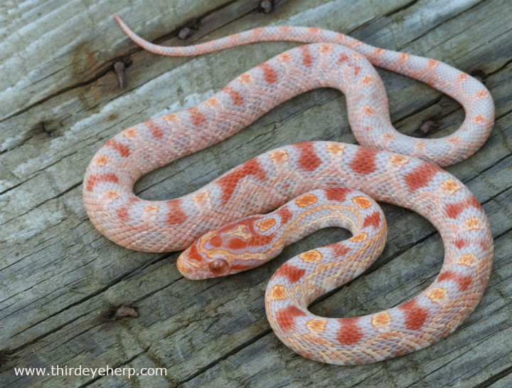 Reverse Okeetee Corn Snake